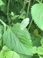 Phalaris canariensis