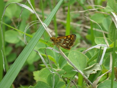 Carterocephalus skada