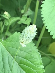 Phalaris canariensis