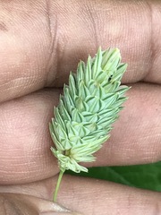 Phalaris canariensis