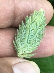 Phalaris canariensis