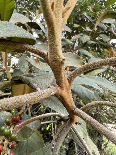 Citharexylum subflavescens (Citharexylum subflavescens)