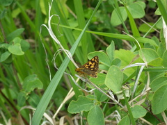 Carterocephalus skada