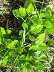 Dermatophyllum secundiflorum