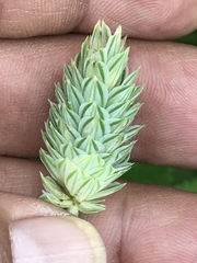 Phalaris canariensis