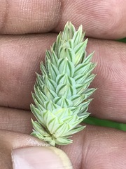 Phalaris canariensis