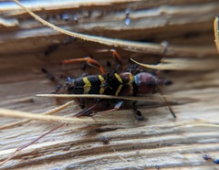 Neoclytus acuminatus acuminatus