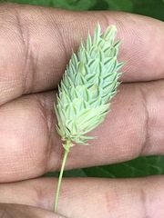 Phalaris canariensis