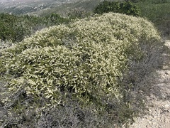 Adenostoma fasciculatum prostratum