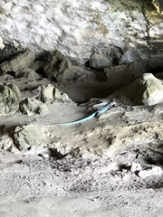 Cnemidophorus arubensis