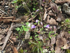 Collinsia violacea