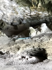 Cnemidophorus arubensis