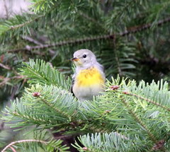 Setophaga americana image