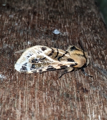Hypercompe nemophila