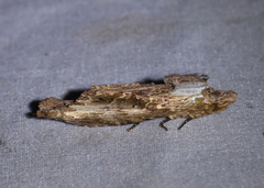 Pentobesa inexpectata