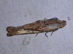 Pentobesa inexpectata