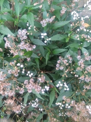 Ageratina riparia