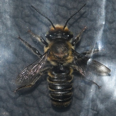 Megachile petulans