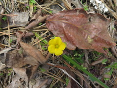 Oxalis texana