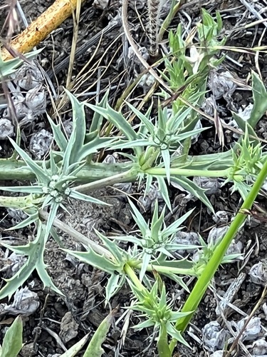 California eryngo (Eryngium aristulatum)