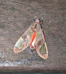 Bertholdia flavidorsata