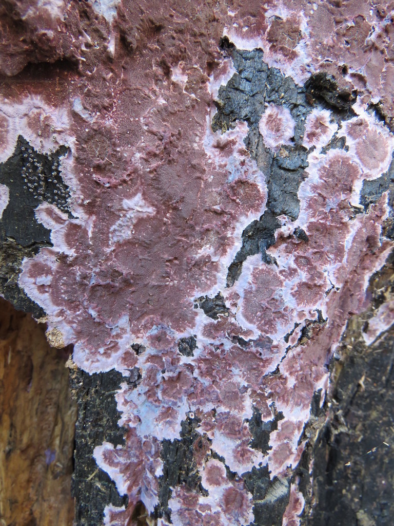 Chondrostereum purpureum · May 2018 · photo: © nicoolejnik (iNaturalist, cc-by)