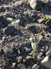 Cryptantha utahensis