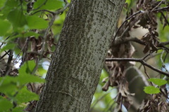 Micromeles japonica