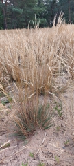 Corynephorus canescens