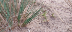Corynephorus canescens