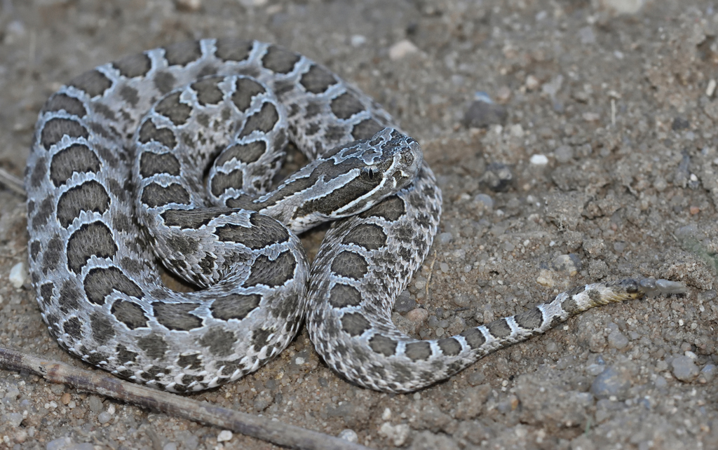 Western Massasauga