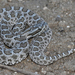 Western Massasauga - Photo (c) colorado_herper, some rights reserved (CC BY-NC), uploaded by colorado_herper