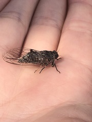 Pauropsalta