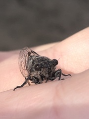 Pauropsalta