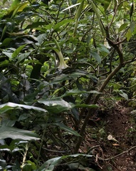Brugmansia suaveolens