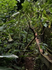 Brugmansia suaveolens