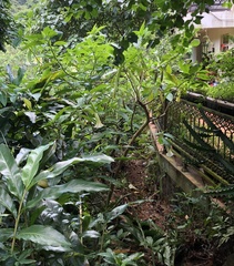 Brugmansia suaveolens