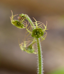 Asimitellaria pauciflora