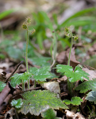 Asimitellaria pauciflora