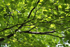 Micromeles japonica