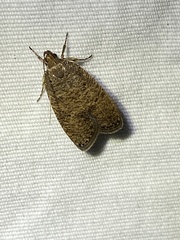 Psilocorsis quercicella