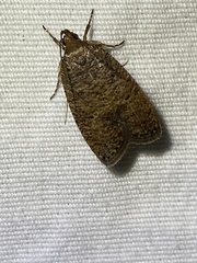 Psilocorsis quercicella