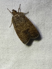 Psilocorsis quercicella