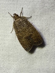 Psilocorsis quercicella