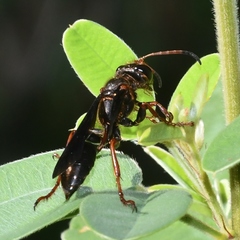Isodontia exornata