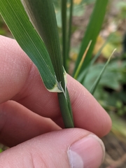 Phalaris canariensis