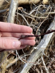 Neolasioptera nodulosa