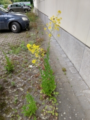 Sisymbrium strictissimum