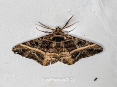 Harutalcis