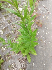 Sisymbrium strictissimum